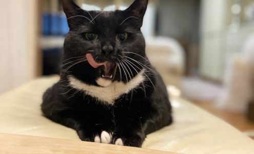 A Animal Clinic of Queens Flushing