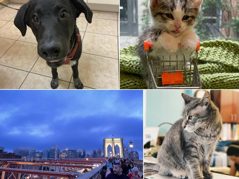 Vinegar Hill Veterinary Group