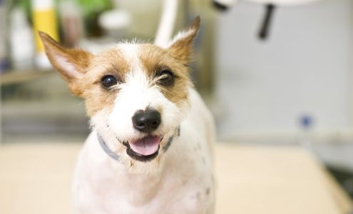 PAWSitive Veterinary of New York