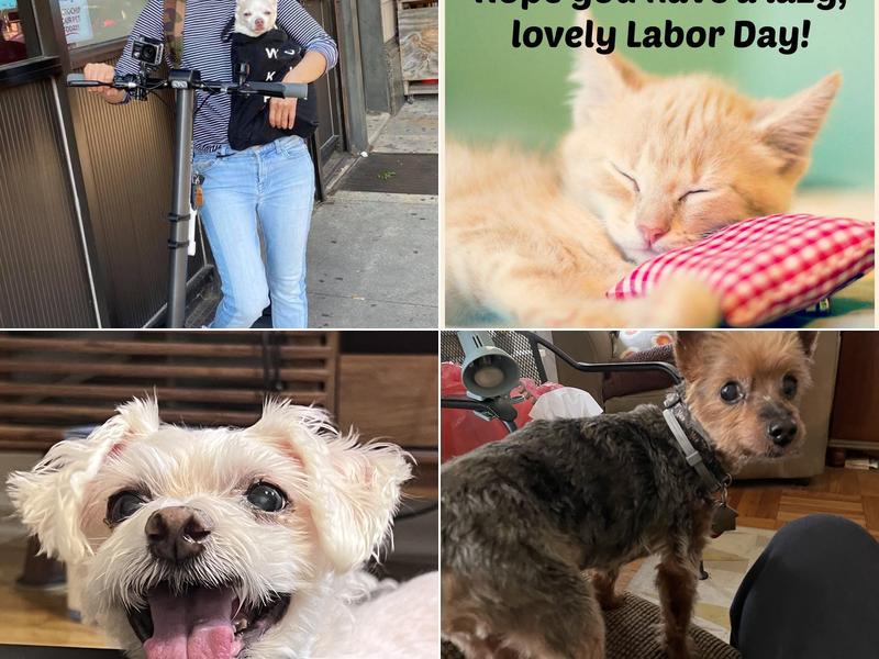 4 Legged Veterinary Clinic Kings Highway