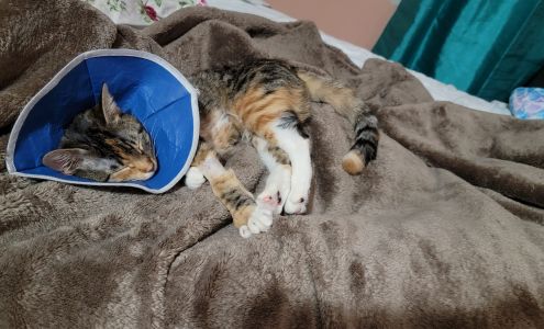 IAC Urgent Vets - Animal Urgent Care and Wellness Hospital Queens