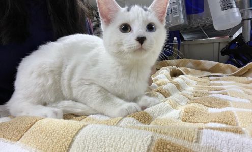 Oceanside Animal Clinic Brooklyn