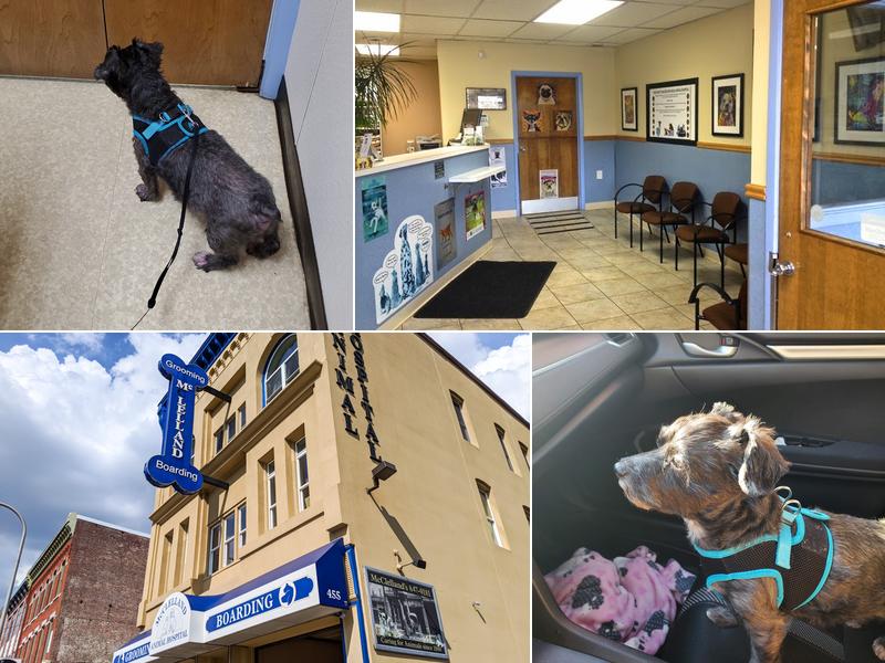 McClelland Small Animal Hospital