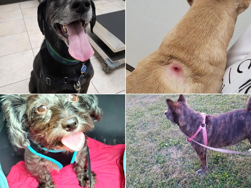 Mcclelland Small Animal Hospital: Reynders Marylisa DVM