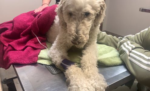 Veterinary Emergency Clinic