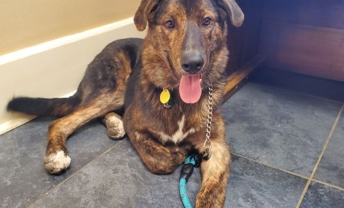 Acadian Animal Hospital