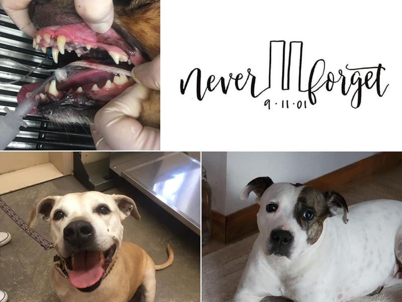 Boston Veterinary Clinic