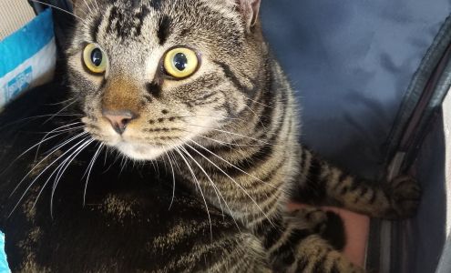 Inwood Animal Clinic