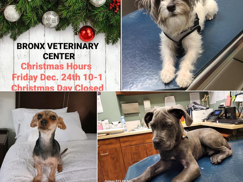 Bronx Veterinary Center