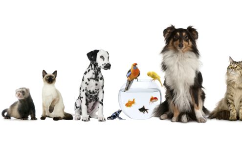 Riverside Veterinary Clinic