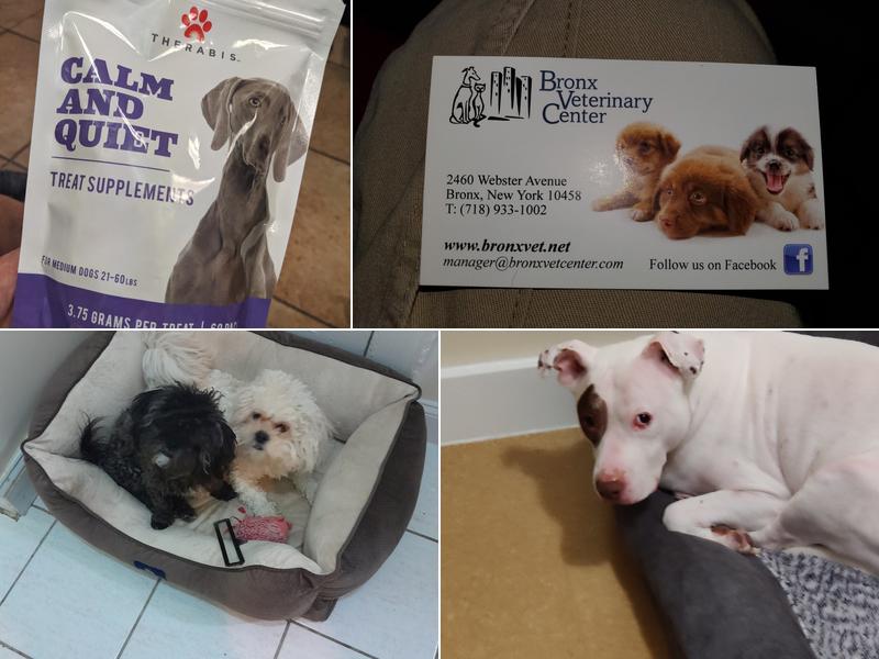 Grand Concourse Animal Hospital