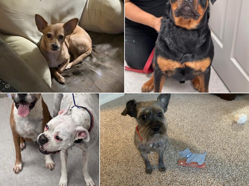 Rosenberg Veterinary Clinic