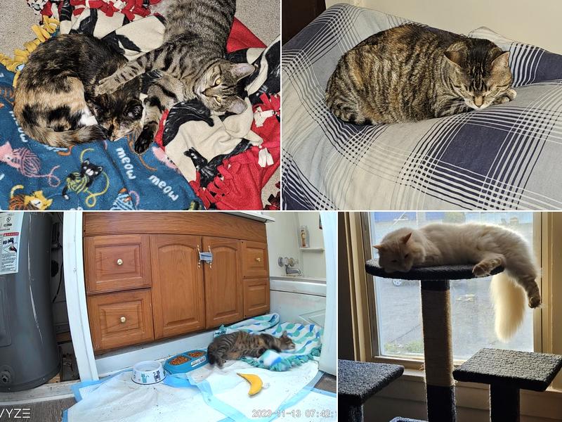 Latham Animal Hospital: Rafter Maria DVM