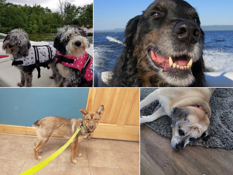 Mandak Veterinary Services