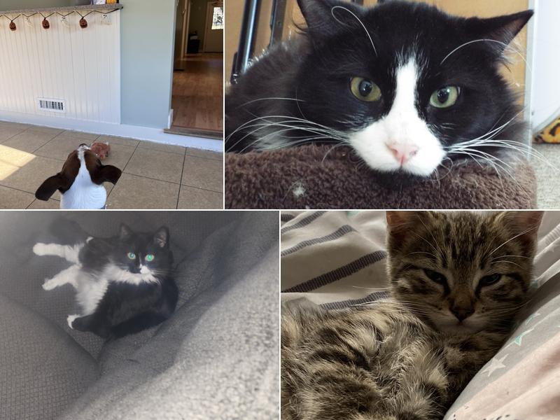 Berkshire Animal Care