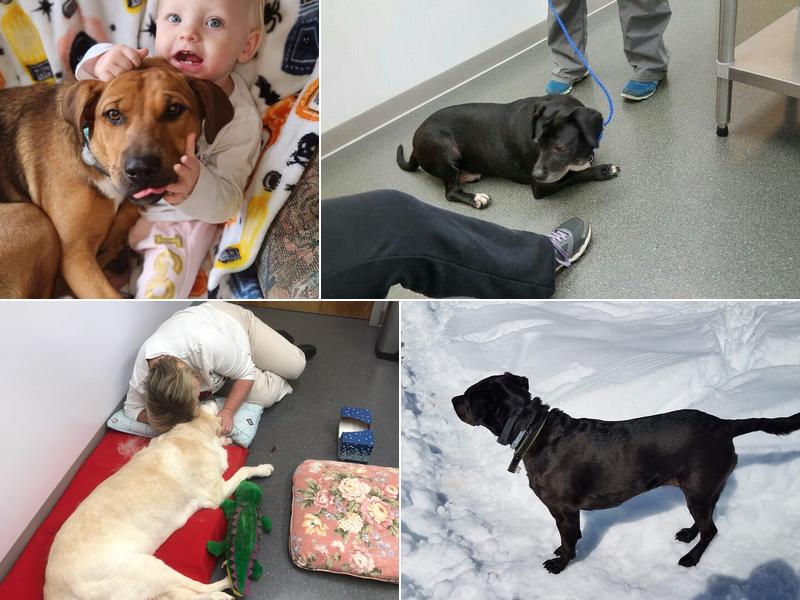 Corinth Veterinary Clinic