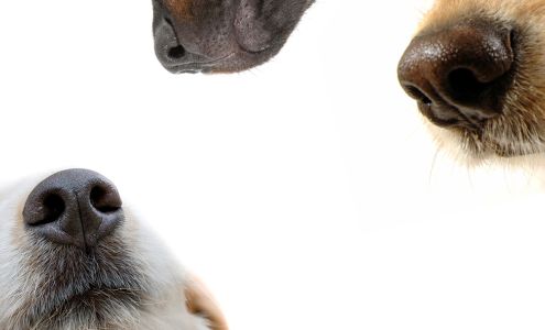 Marcy Veterinary Clinic