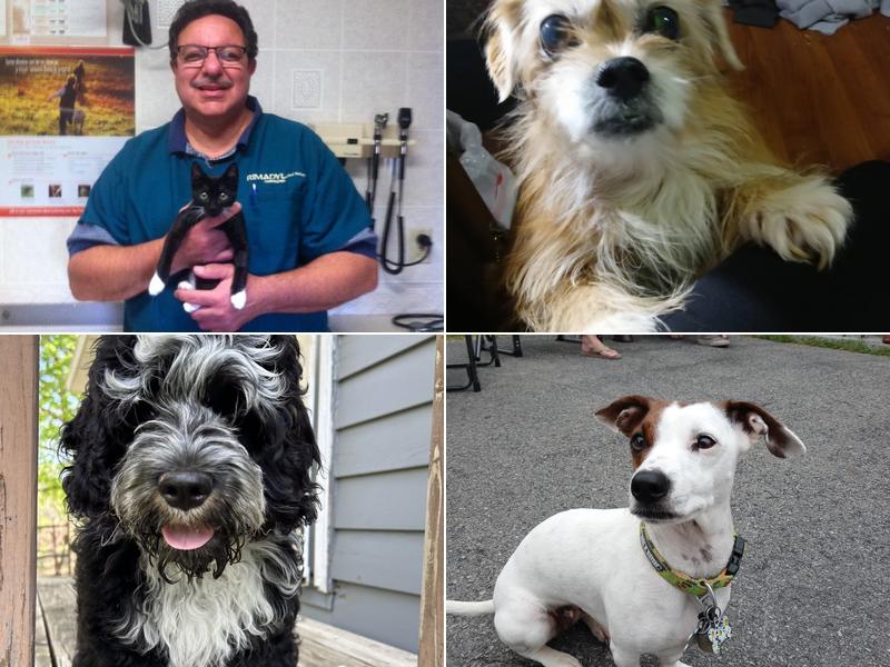 Adirondack Veterinary Service