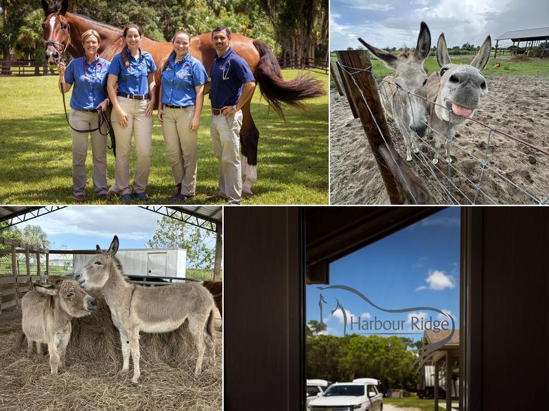 Harbour Ridge Equine