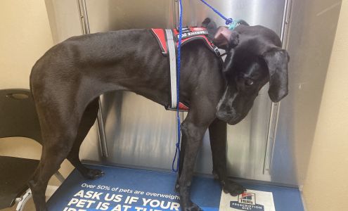 Alief Animal Hospital