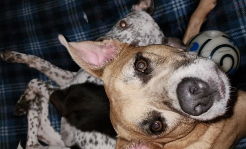 Trinity Animal Hospital 1261 US-90, Liberty Texas 77575