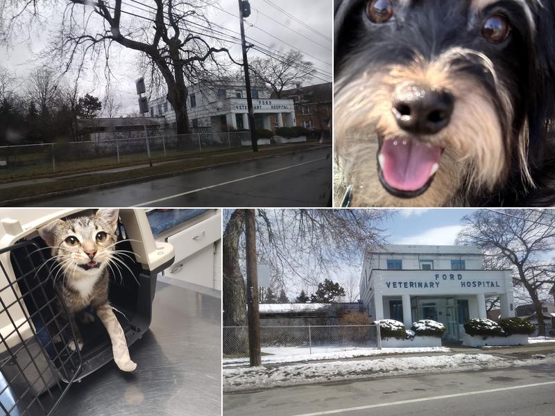 Ford Veterinary Associates PC