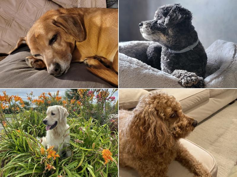 Lifetime Veterinary Care