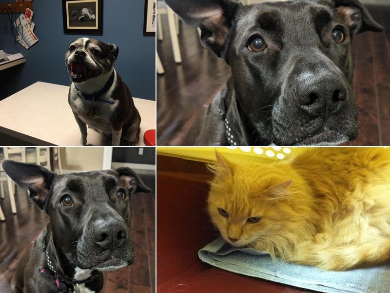 Dr. Susan J. Vanderjagt, DVM