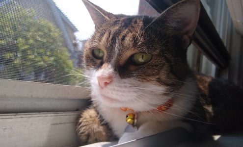 Fresh Meadows Animal Clinic