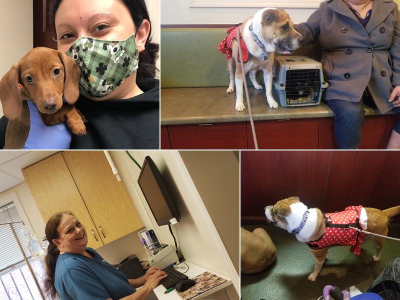 Veterinary Care Group - Whitestone