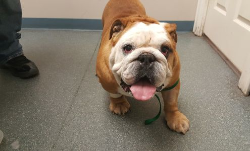 Howard Beach Animal Clinic PC