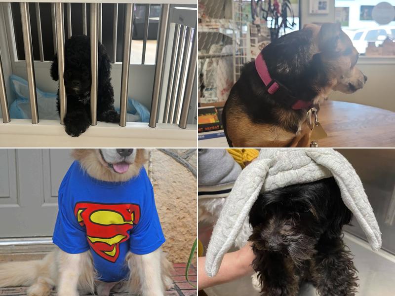 Glen Rose Veterinary Clinic