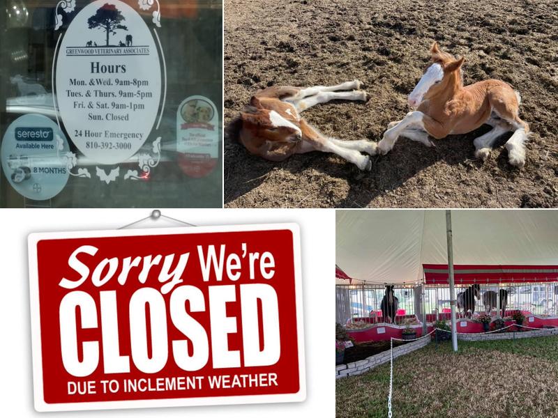 Greenwood Veterinary Associates PC