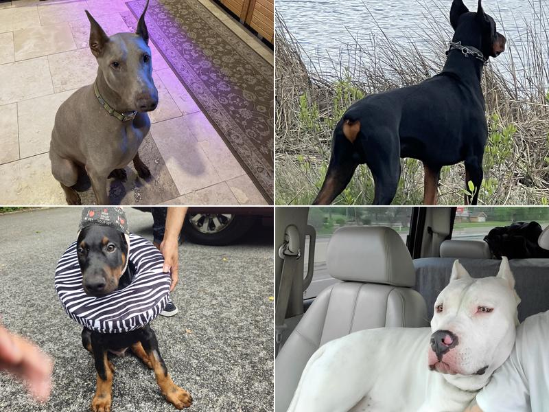 Fitzgerald Veterinary