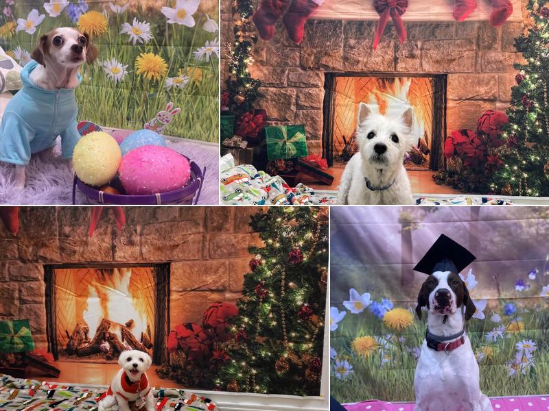 Veterinary Medical Center: Carmichael Daniel T DVM