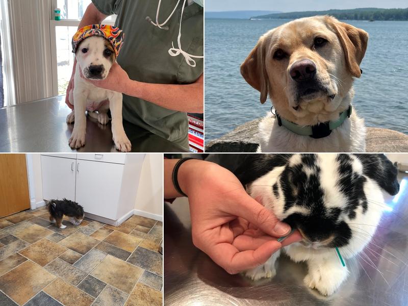 Churchville Veterinary Hospital, P.C.