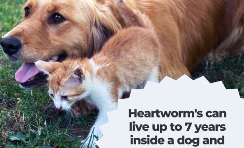 Cross Keys Animal Clinic: Jones M R DVM Florissant