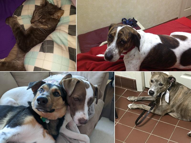 Concord Veterinary Center