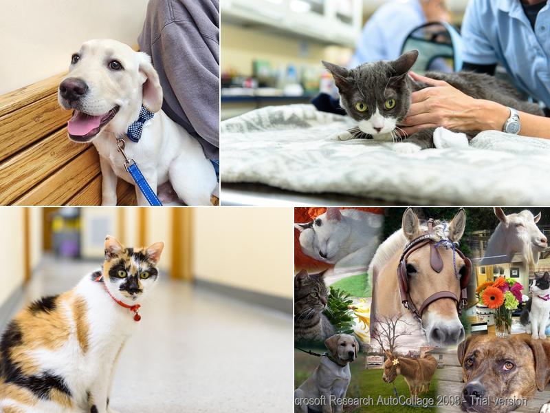 Mattituck-Laurel Veterinary Hospital