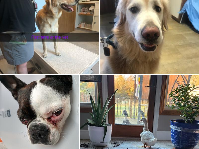 Almont-Dryden Veterinary Clinic