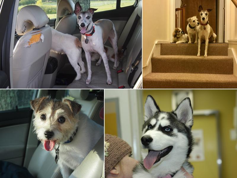 East Aurora Veterinary Hospital