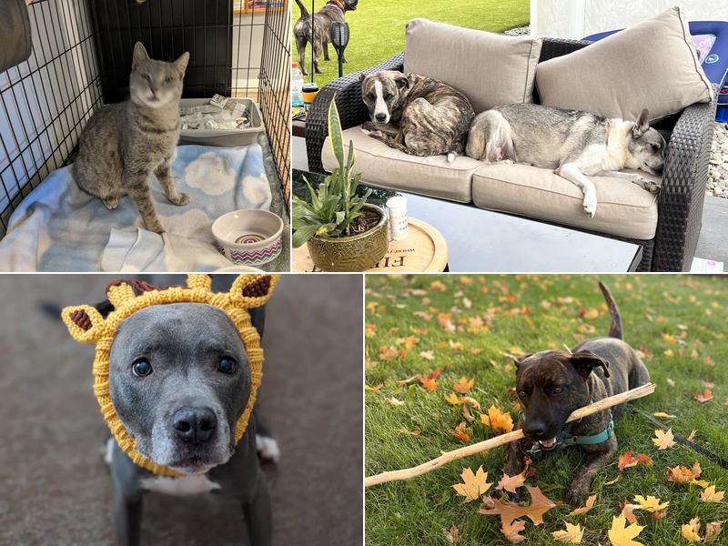 Dutchess County Animal Hospital