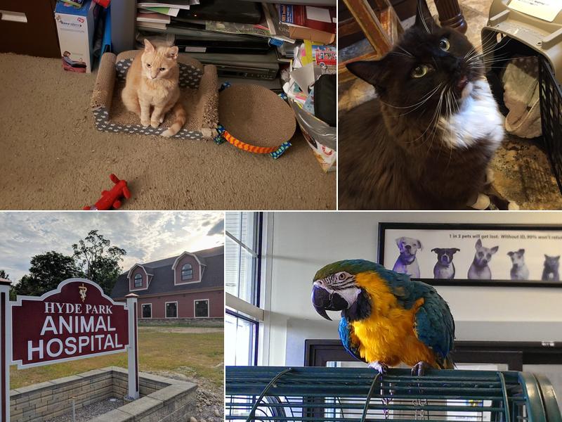 Hyde Park Animal Hospital