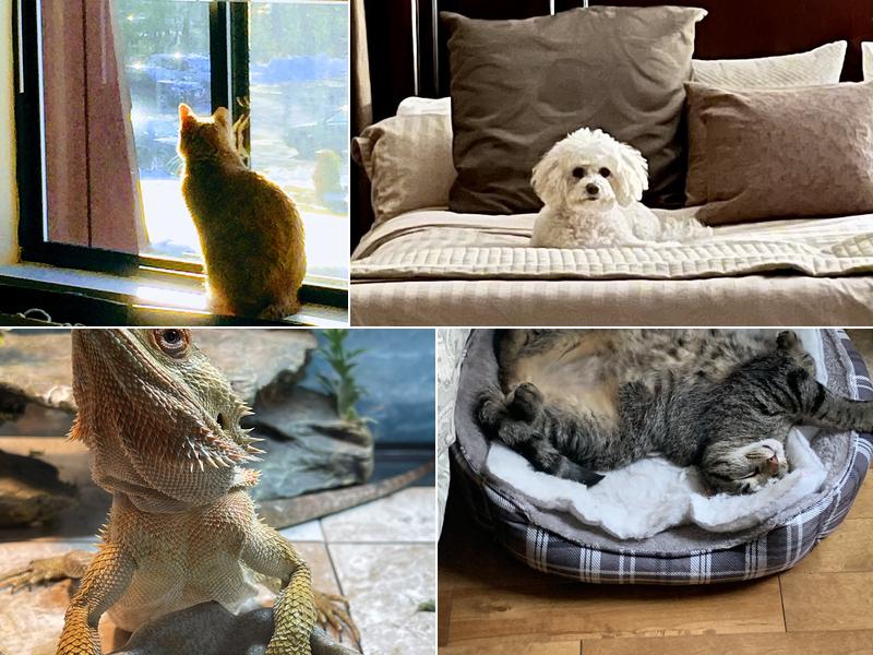 Newburgh Veterinary Hospital