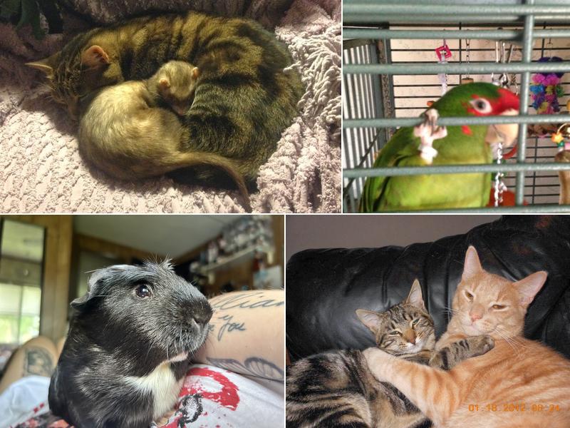 West End Veterinary Office