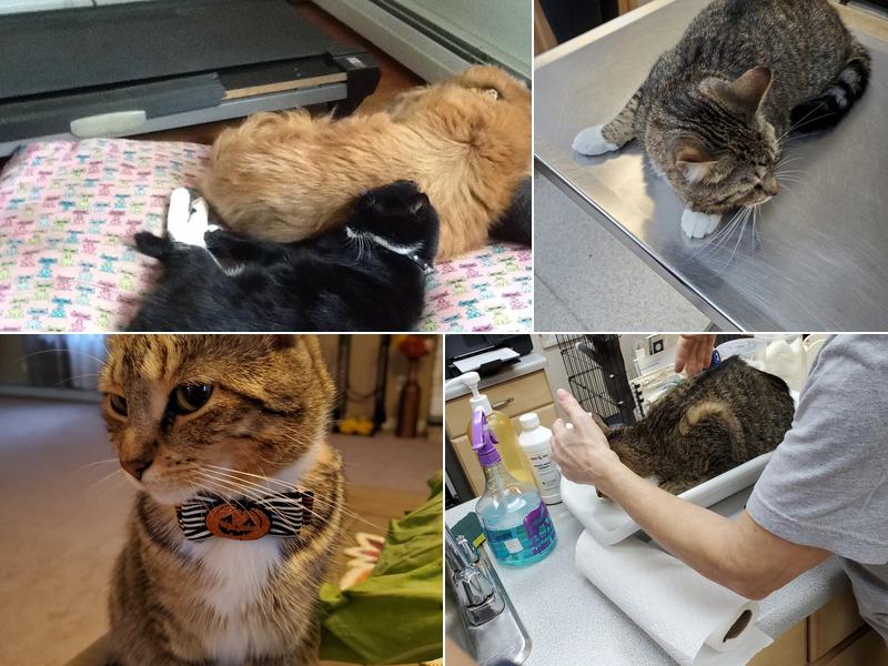 Main Street Veterinary Clinic