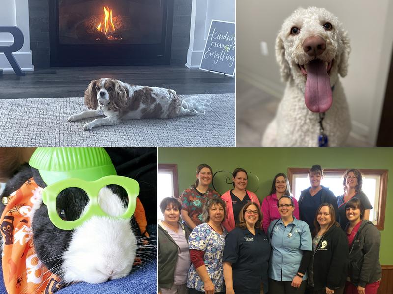 All Paws & Claws Veterinary Clinic