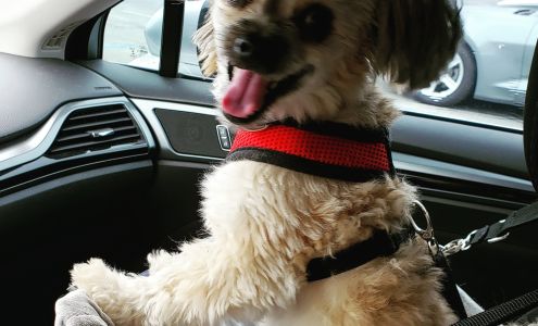 Chiefland Animal Hospital: Ludwig Susan DVM Chiefland