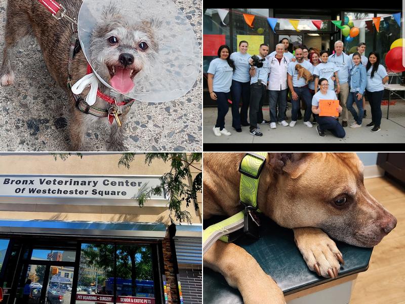 Bronx Veterinary Center of Westchester Square