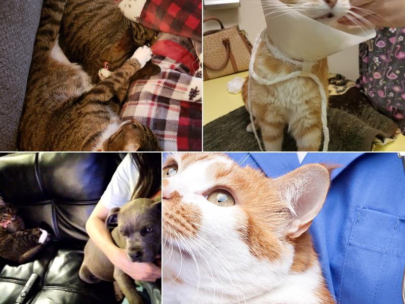 Spence & White Veterinary Hospital